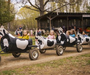 Ride the cow train at Great Country Farms. Photo courtesy of the farm