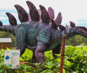 Dinosaur lovers will love Dino Fest at Great Country Farms. Photo courtesy of the event