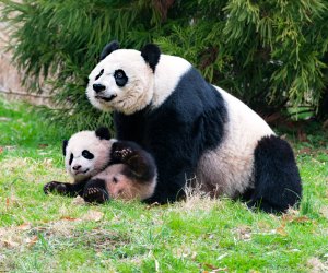 Giant pandas Mei Xiang and Bao Bao at Smithsonian's National Zoo in Washington, DC