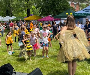 Buzz your way over to the Manassas Bee Festival. Photo by founder Theresa Ellis