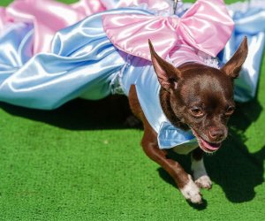 Which pup will win the Running of the Chihuahuas? Event photo courtesy of The Wharf DC