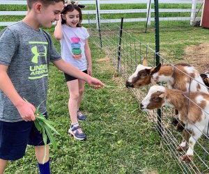 Meet lots of goats and cows at South Mountain Creamery. Photo by Jenifer Marino Walters