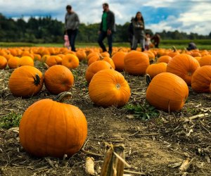 Visiting Historic Richmond Town with Kids: Pumpkin Picking at Decker Farm