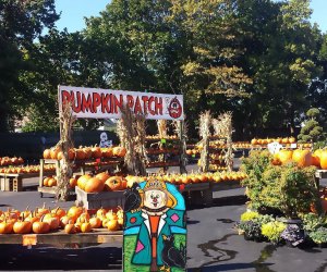 Pumpkin patches near Long Island The Dees' Nursery & Florist