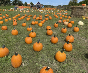 Pumpkin Picking field at Demares Farms