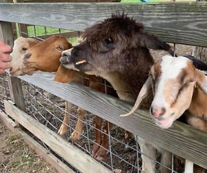 Goats and llamas peek their heads through a fence begging for a bite to eat