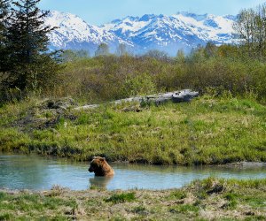 Denali: Best Family Travel of 2024