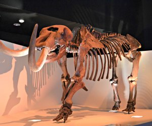 Make No Bones About It: The Morian Hall of Paleontology is an Exhibit Not to Miss
