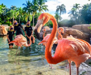 Meet, mingle with, and help feed the gorgeous Caribbean flamingos at Discovery Cove. Photo courtesy Discovery Cove.