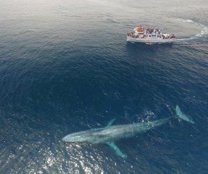 Blue Whale Migration Fall/Winter 2020 | MommyPoppins - Things to do in