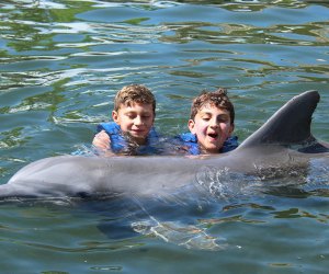 30 Things To Do in the Florida Keys with Kids: Dolphin rescue center