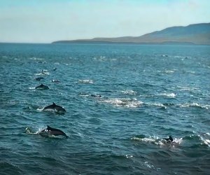Kayaking California's Channel Islands: So many dolphins! 
