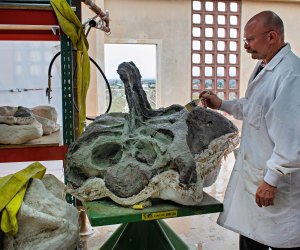 Dino Fest offers a behind-the-scenes look at fossil restoration. Photo courtesy of the Natural History Museum of Los Angeles County