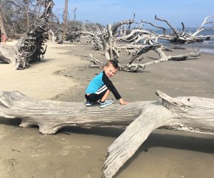 This Jekyll Island beach is filled with driftwood, hence the name: Driftwood Beach. Photo by the author 