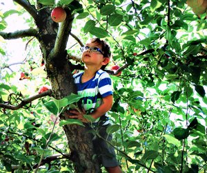 12 Orchards for Apple Picking Near NYC in 2021 | MommyPoppins - Things ...