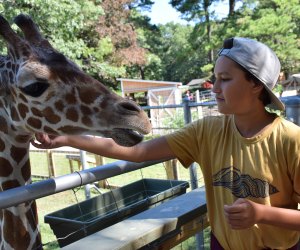 Giraffe Encounter at the Long Island Game Farm | MommyPoppins - Things