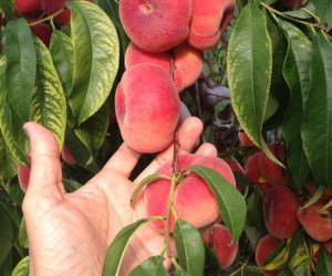 Peach picking near NYC DuBois Farms