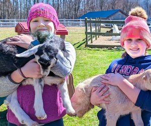 Baby Goat Snuggle Sessions photo courtesy of Syman Says Farm