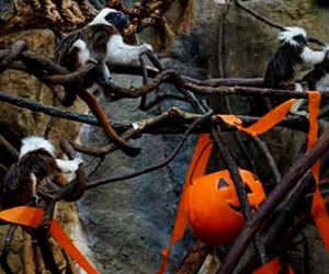 Franklin Park's animals join the Halloween fun at Zoo Howl. Photo courtesy of Zoonewengland.org