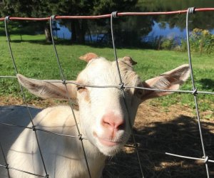 Picture of a goat - Petting zoos in Connecticut