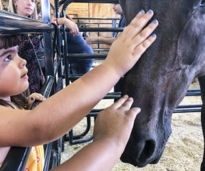 We're not horsing around–Labor Day Weekend is full of family activities in Connecticut! Goshen Fair photo by Ally Noel