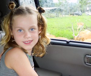 Drive-through safari at Lion Country Safari