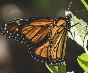 See the butterflies at the Monarch Butterfly Mother's Day Event in Calabasas. Photo courtesy of the venue