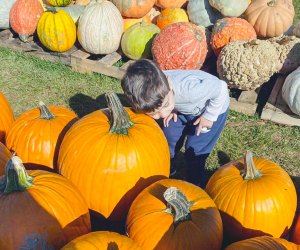 We've been keeping our ears open for the best Halloween events in Connecticut! Pumpkin Picking photo courtesy of Foster Farm