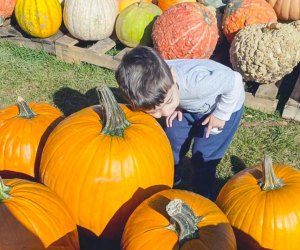 Pumpkin picking and corn mazes are October must-dos! Photo courtesy of Foster Farm