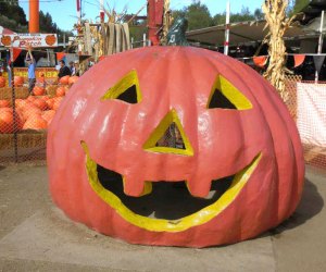 The Best Pumpkin Patches near Los Angeles: Tapia Bros.