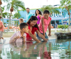Enjoy aquatic shows, aquarium tanks, even a chance to swim with dolphins at the Miami Seaquarium. Photo courtesy of the Seaquarium
