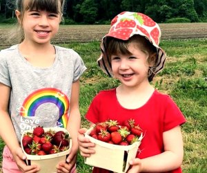 Make the whole family happy by bringing home a basket (or two) of fresh strawberries. Photo courtesy of Verrill Farm