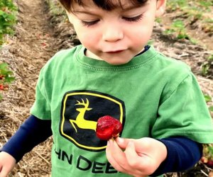 Kids will love the fruit of their labor when strawberry picking! Fresh strawberry photo courtesy of Verrill Farm