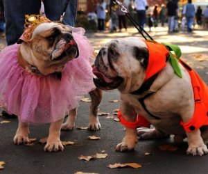 Pup-o-Ween is a fun Halloween event in Chicago. Photo courtesy of Jessica Roberts.