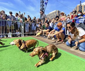 The Weiner 500 Daschund Dash is a fun part of Oktoberfest at the Wharf. Photo courtesy of the Wharf DC