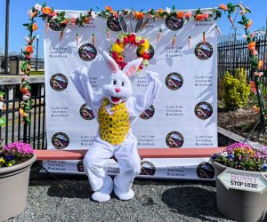 Look who's hopping into town for the top things to do in Boston this Easter Weekend 2024! Photo courtesy of the Cape Cod Central Railroad