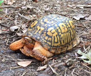 Learn about and meet the resident turtles during the World Turtle Day celebration at Quogue Wildlife Refuge. Photo courtesy of the refuge 