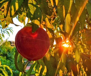 Peach picking near NYC Eastmont Orchards