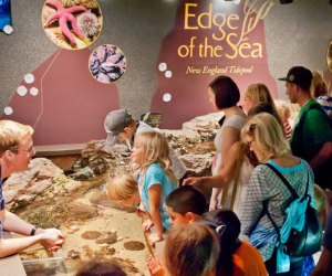 Small creatures are perfectly sized for little hands at the Edge of the Sea touch tank.