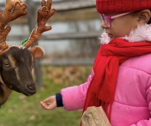 And Thanksgiving Day Weekend 2024 licks off the holiday season in Connecticut! Reindeer playdates photo courtesy Bradley Mountain Farm, and Lyman Orchards