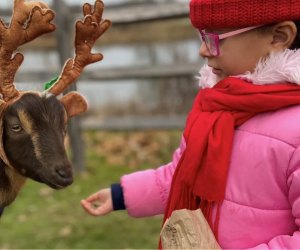 Not all the reindeer have very shiny noses, but they're still full of good cheer. Photo courtesy of Bradley Mountain Farm