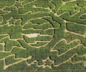 Aerial photo of an elaborate CT corn maze.