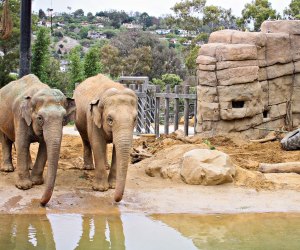 Now open in LA are many of our favorite zoos, like the Santa Barbara Zoo