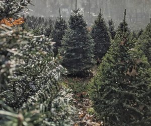Christmas tree farms dear NYC: Emmerich Tree Farm