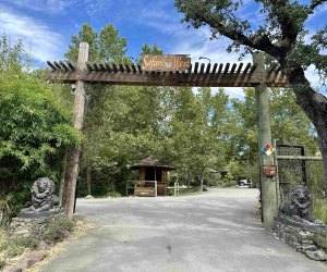 Safari West: Go on a safari in the middle of wine country. 