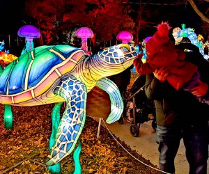 Come nose-to-nose with brilliantly lit sea turtles and more magical creatures during a visit to the NYC Winter Lantern Festival.