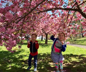 Celebrate the springtime arrival of the glorious cherry blossoms in Branch Brook Park. Photo by Rose Gordon Sala
