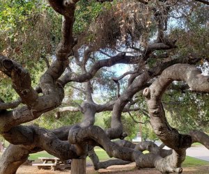 Temescal Gateway Park has green fields, waterfalls, ocean views, and great trees to climb.