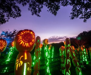 30 Fall Activities We Can't Wait To Do in NYC New Yorkers can see the Great Jack O'Lantern Blaze in two suburban locations on Long Island and in Westchester. This seasonal attraction is one of our favorite fall activities. Photo courtesy of Historic Hudson Valley