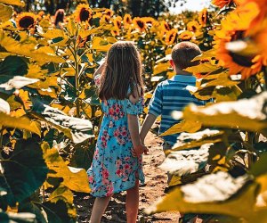 Johnson's Locust Hill Farm is a picture perfect backdrop for a stroll through the sunflowers. Photo courtesy of the farm
